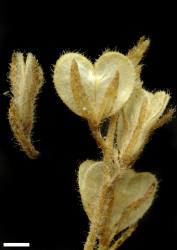 Veronica verna. Capsules. Scale = 1 mm.
 Image: P.J. Garnock-Jones © Te Papa CC-BY-NC 3.0 NZ